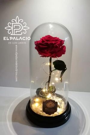 Rosa, cubierta de vidrio, iluminada y meses