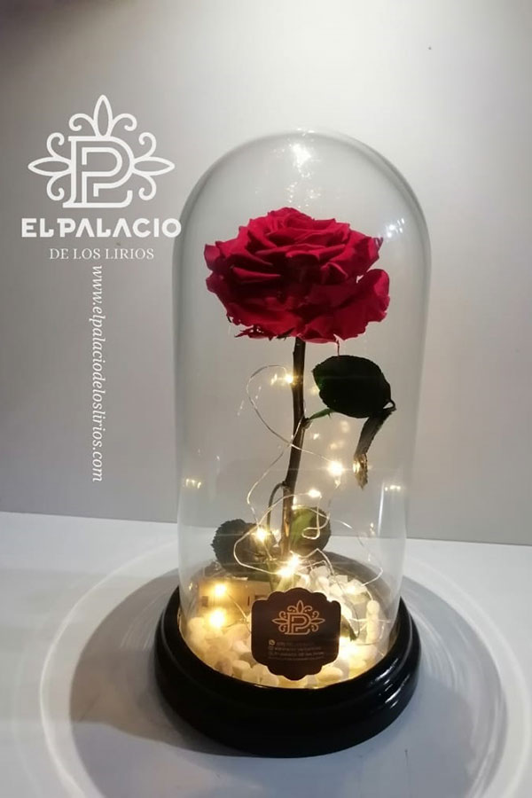 Rosa, cubierta de vidrio, iluminada y meses