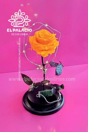 Rosas preservadas 32